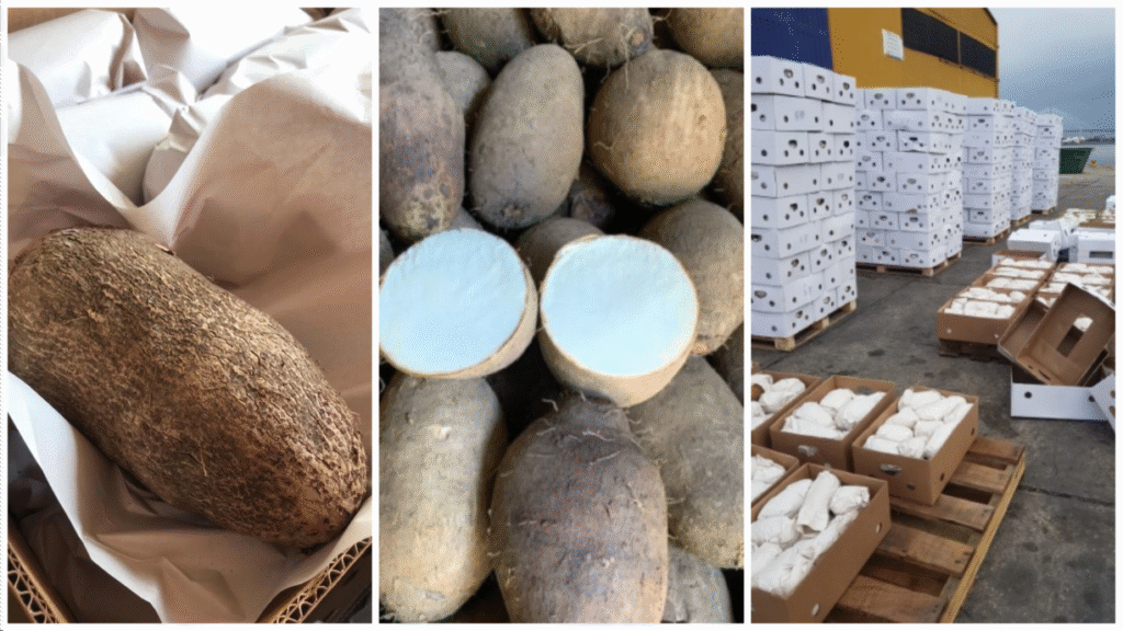 exportación de Ñame tropiroots