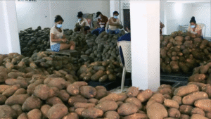 El tubérculo reconocido por su valor para fortalecer la memoria: es alto en vitaminas y también tiene valores digestivos (El Tiempo)